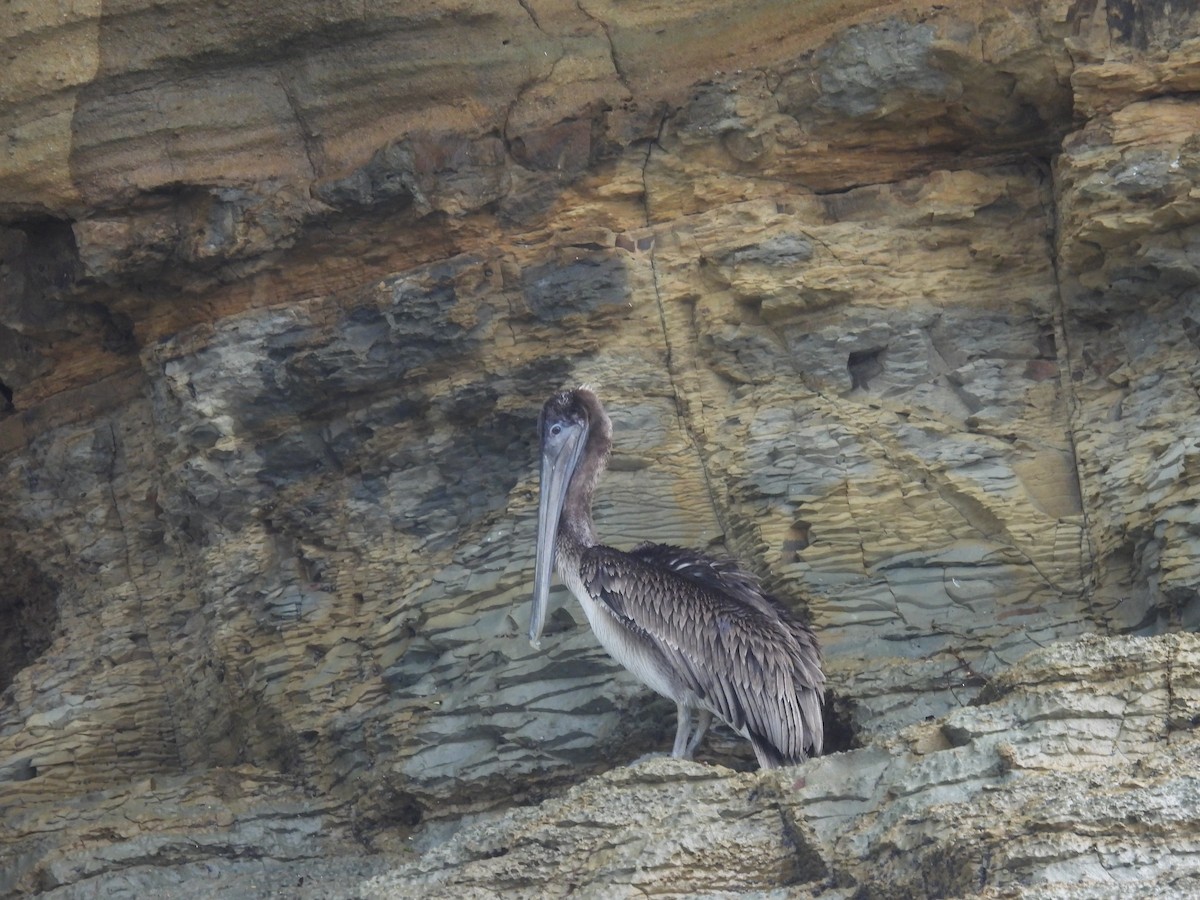 Brown Pelican - ML598603221