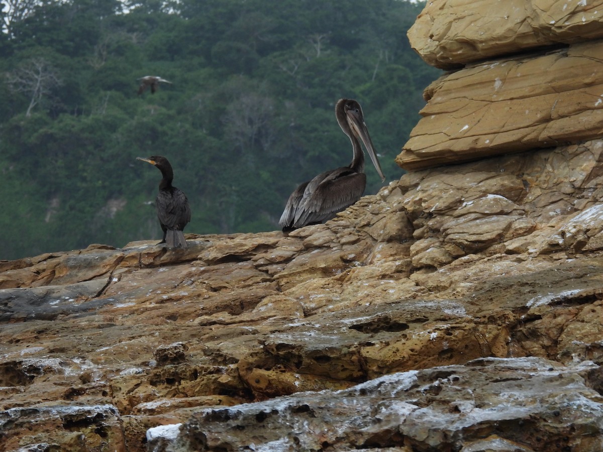 Brown Pelican - ML598603231