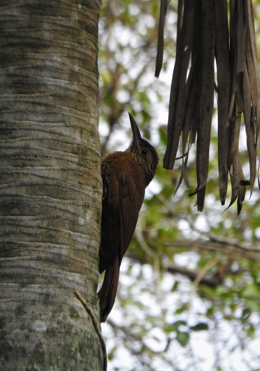 Black-banded Woodcreeper - ML598604081