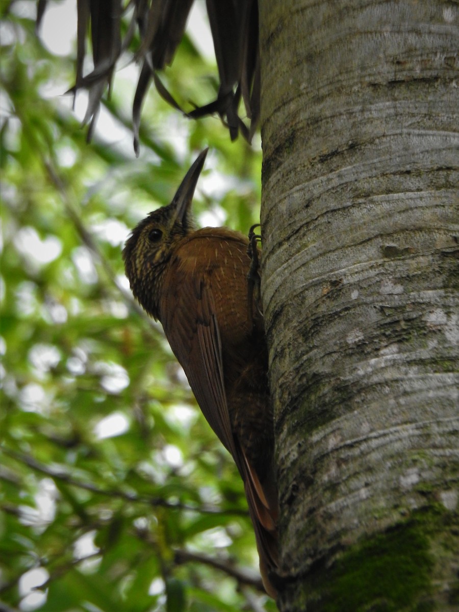 Black-banded Woodcreeper - ML598604091