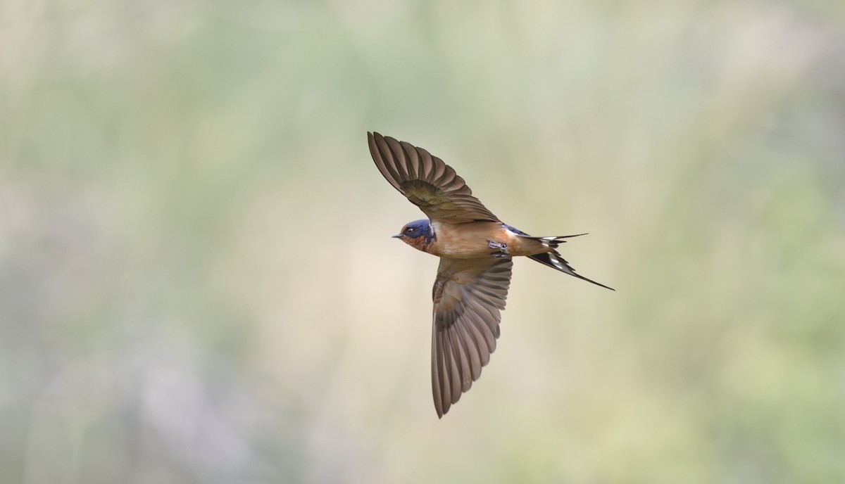 Barn Swallow - ML598604291