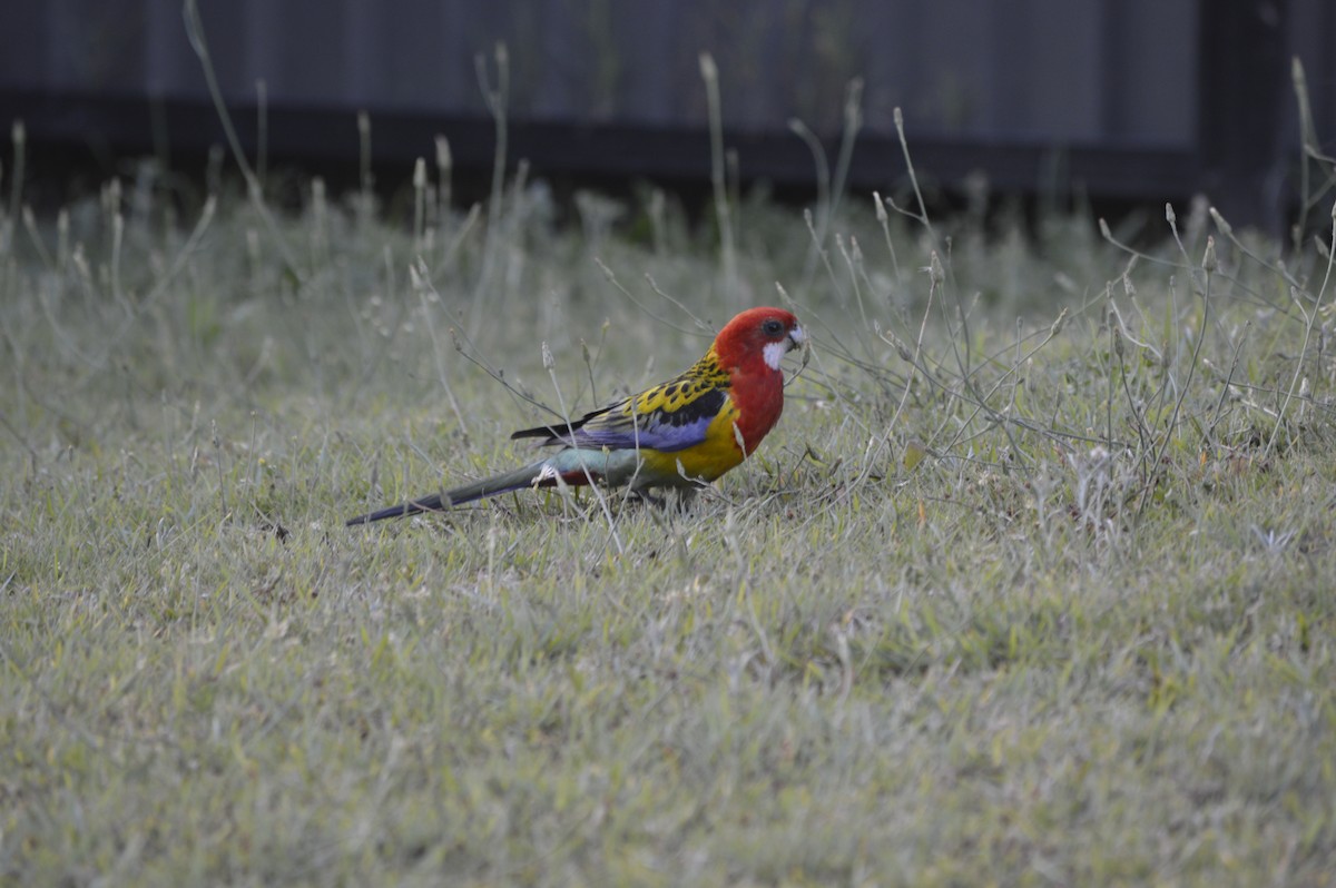 Eastern Rosella - ML598604451