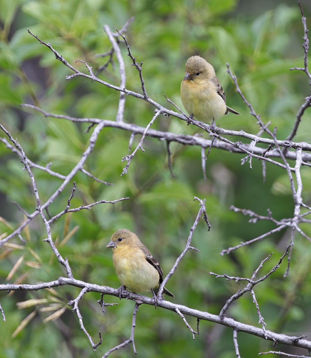 Lesser Goldfinch - ML598604561