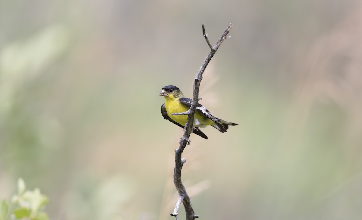 Lesser Goldfinch - ML598604711