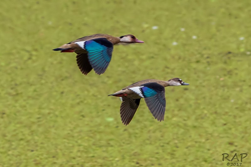 Brazilian Teal - Ricardo A.  Palonsky