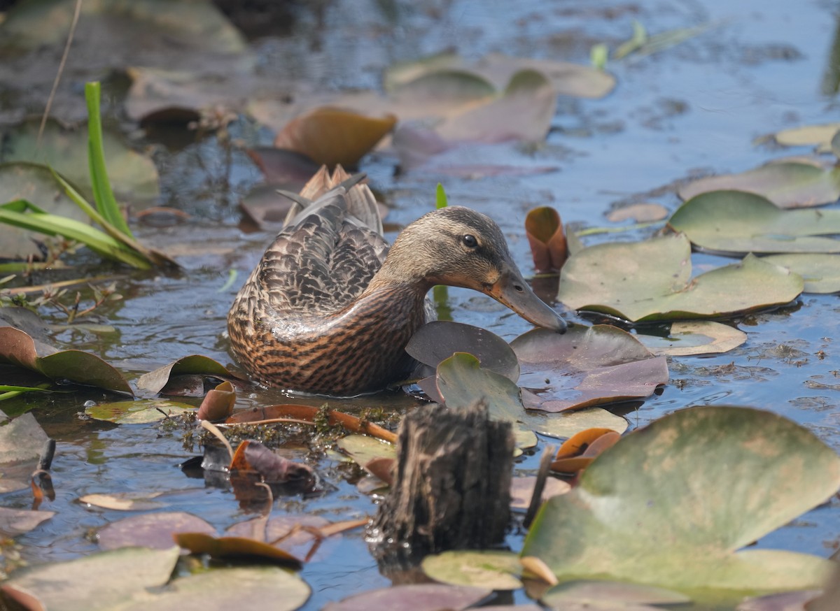 Canard colvert - ML598605671