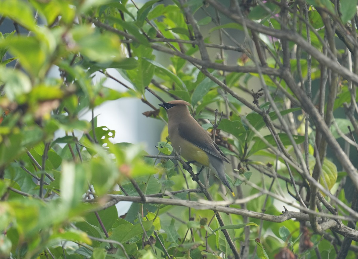 Cedar Waxwing - ML598605731