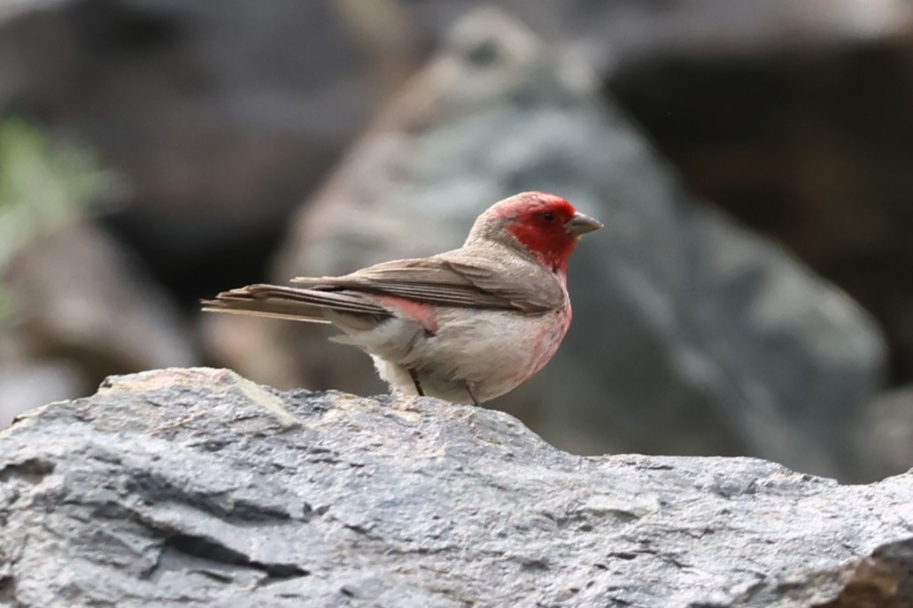 Pale Rosefinch - Padma Gyalpo