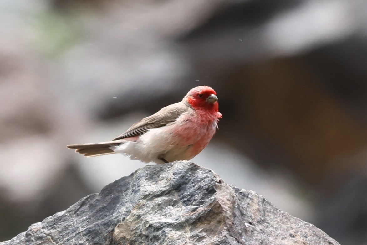 Pale Rosefinch - ML598606331