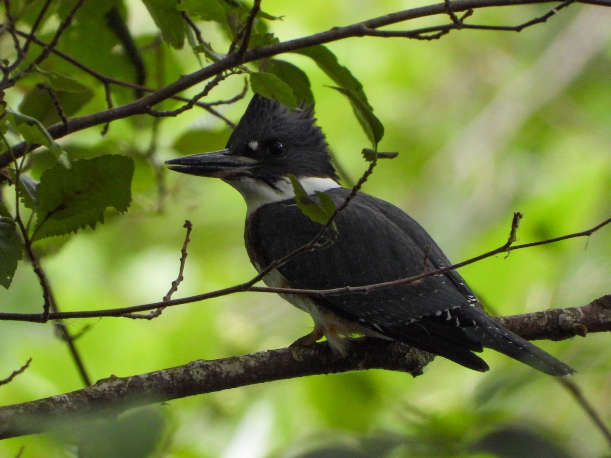 Belted Kingfisher - ML598606461