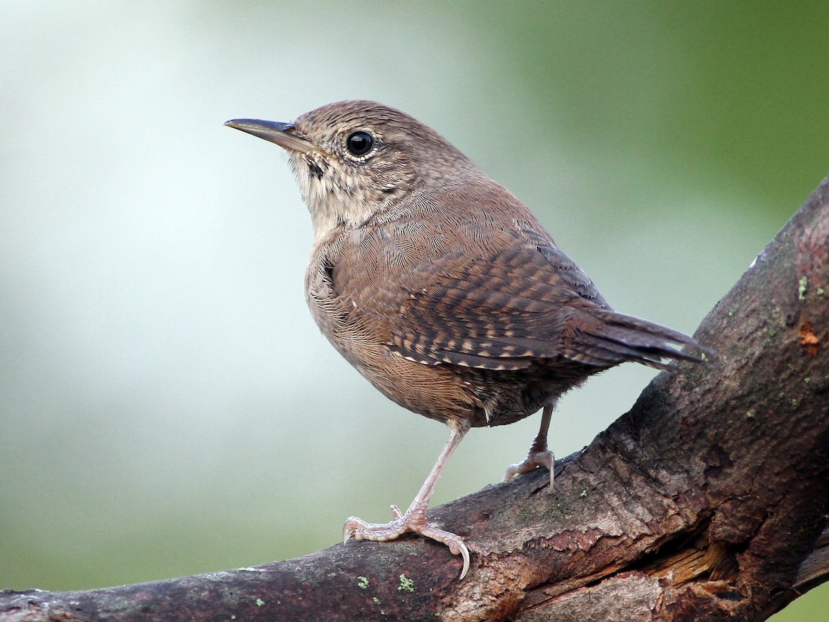 Adult (Northern)