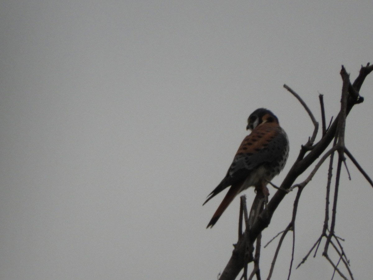 American Kestrel - Pablo Mealla