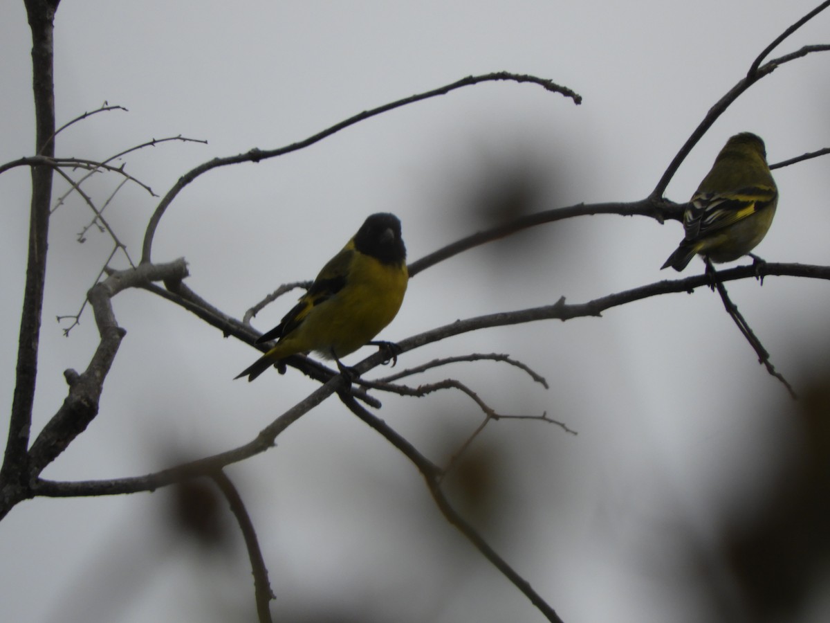 Hooded Siskin - ML598608901