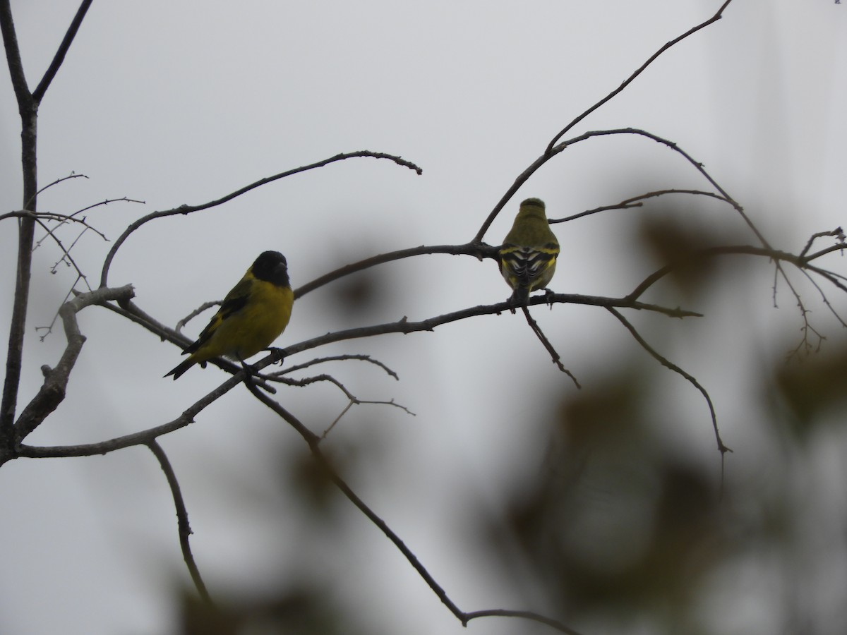 Hooded Siskin - Pablo Mealla