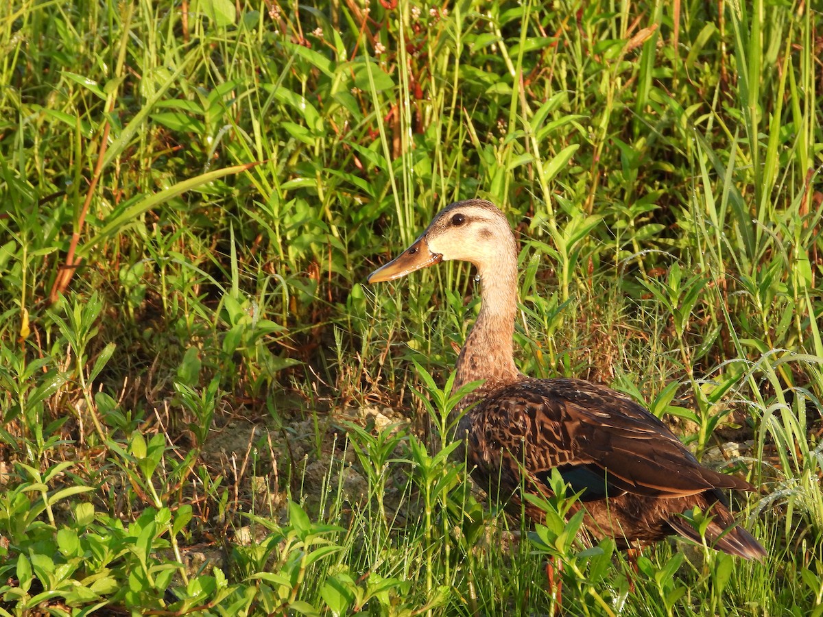 Mottled Duck - ML598609091