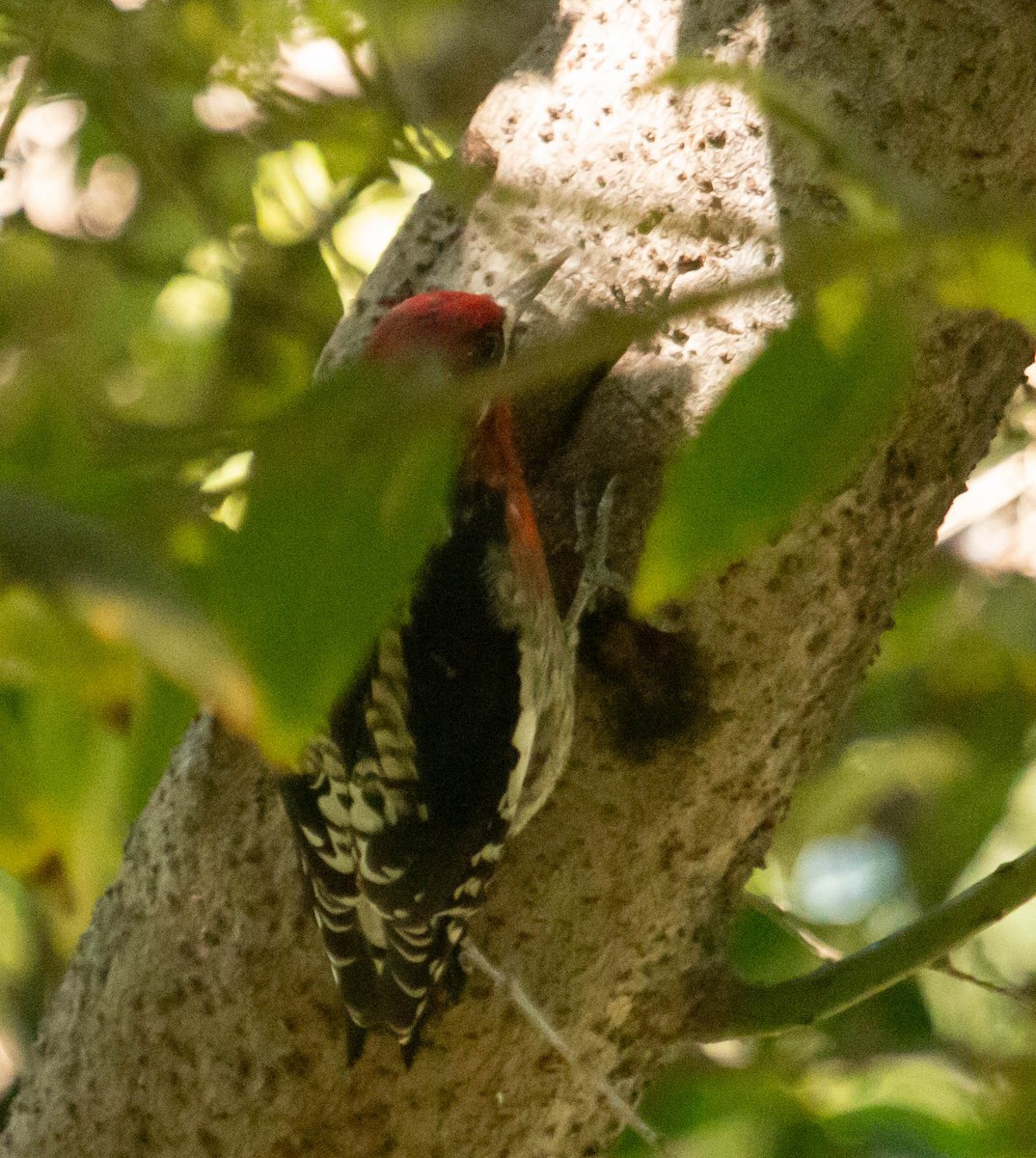 Red-breasted Sapsucker - ML598609761