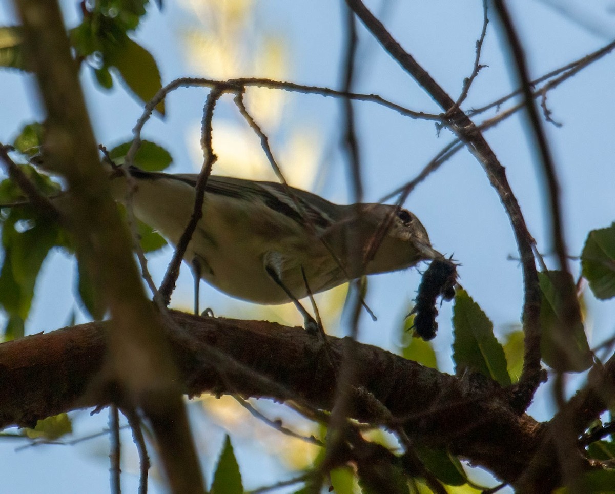 Vireo Plomizo - ML598610091