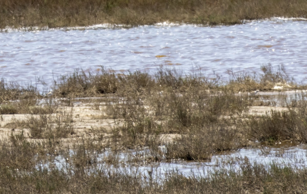 Snowy Plover - David Sexton