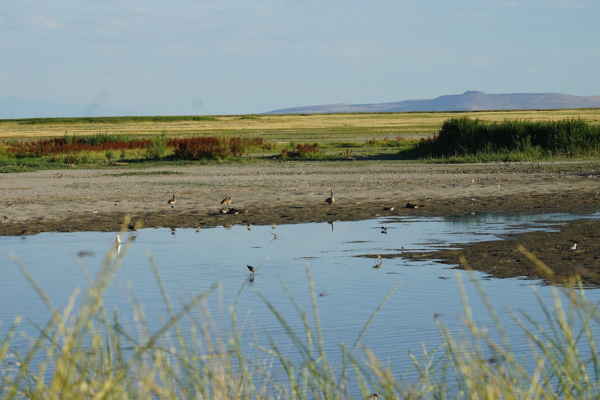 Marbled Godwit - ML598610971