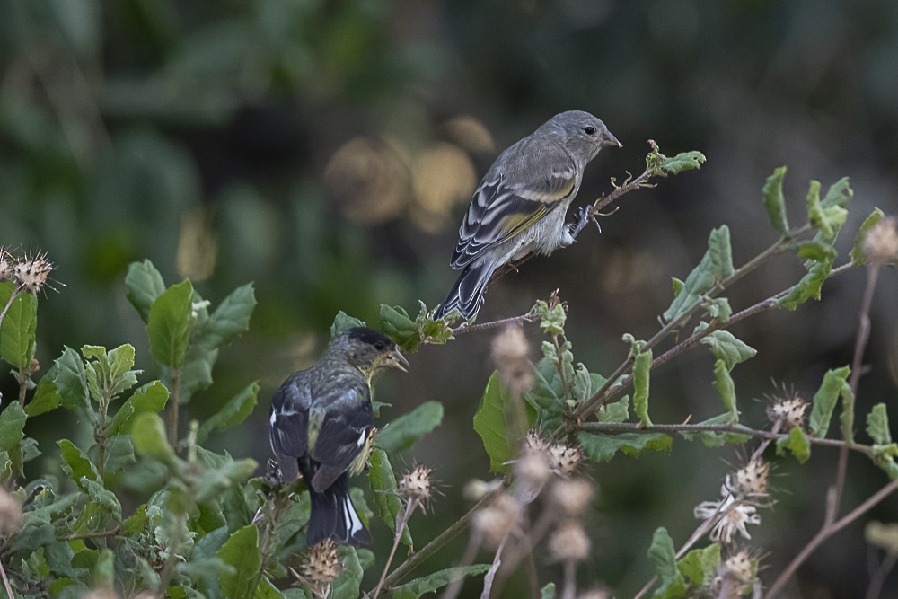 Lawrence's Goldfinch - ML598612121