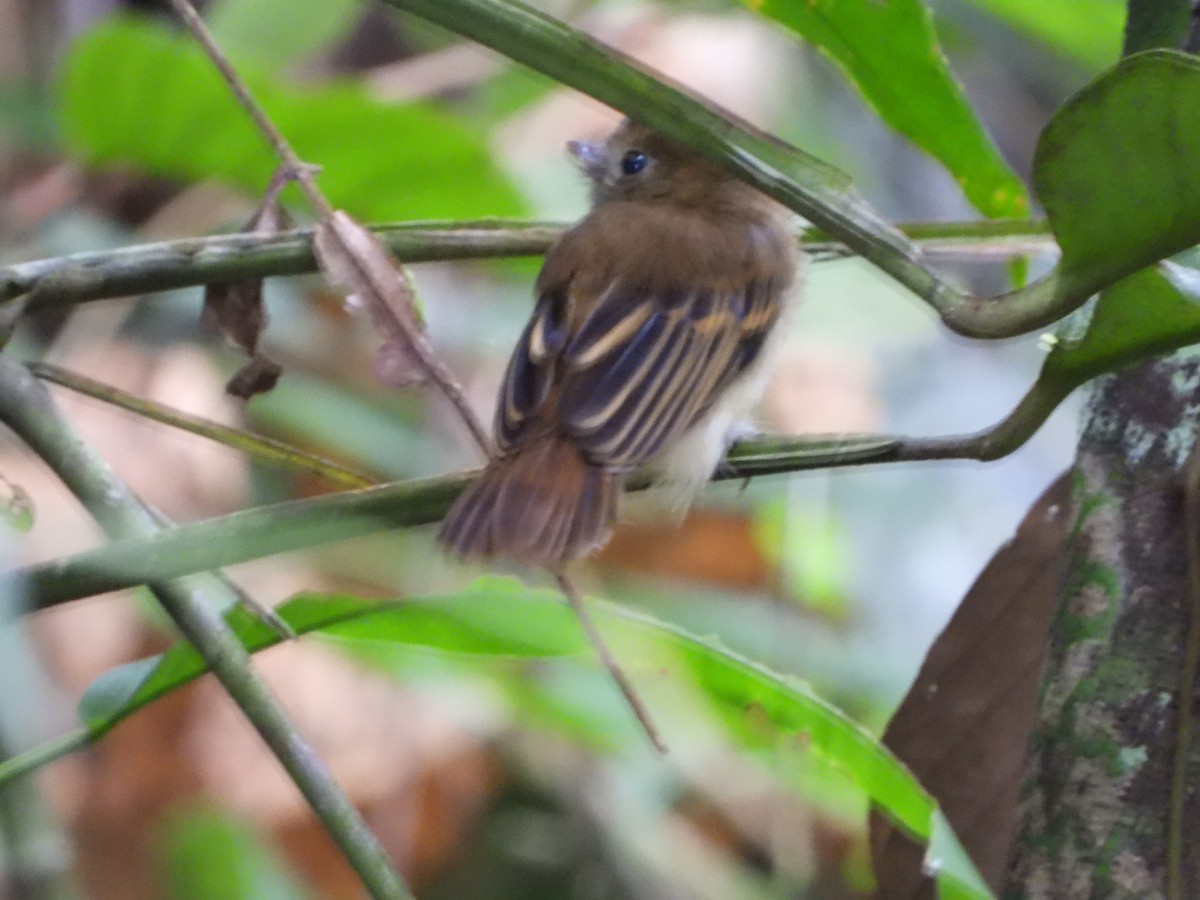 Brownish Twistwing - ML598612171