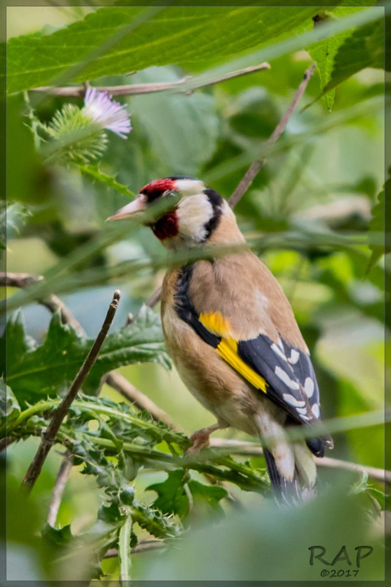 European Goldfinch - ML59861221