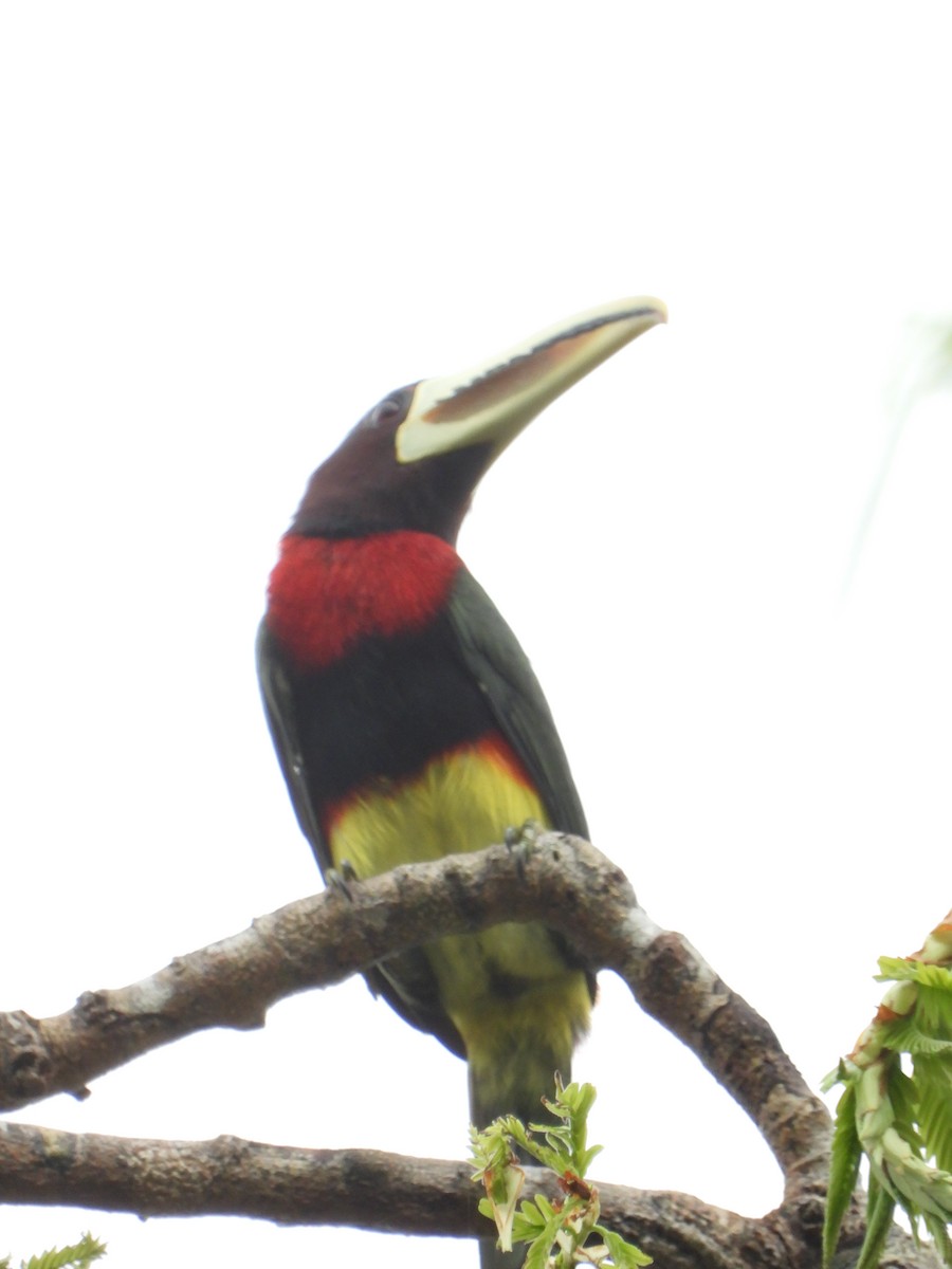 Ivory-billed Aracari - ML598613091