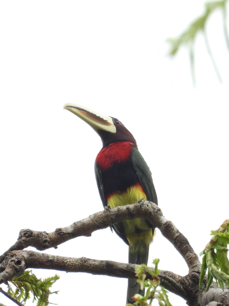 Ivory-billed Aracari - ML598613101