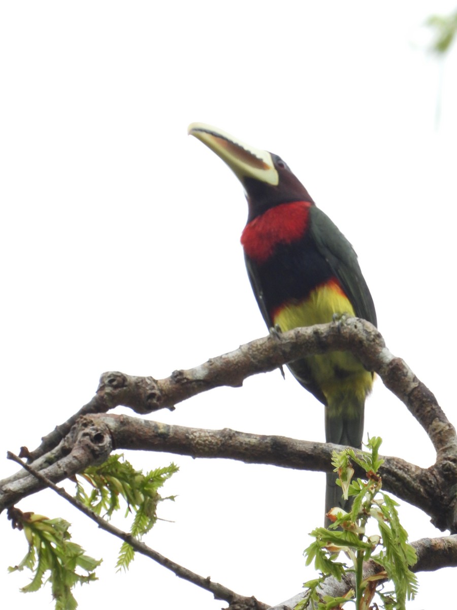 Ivory-billed Aracari - ML598613111