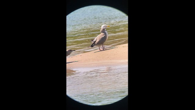 Herring Gull - ML598614441