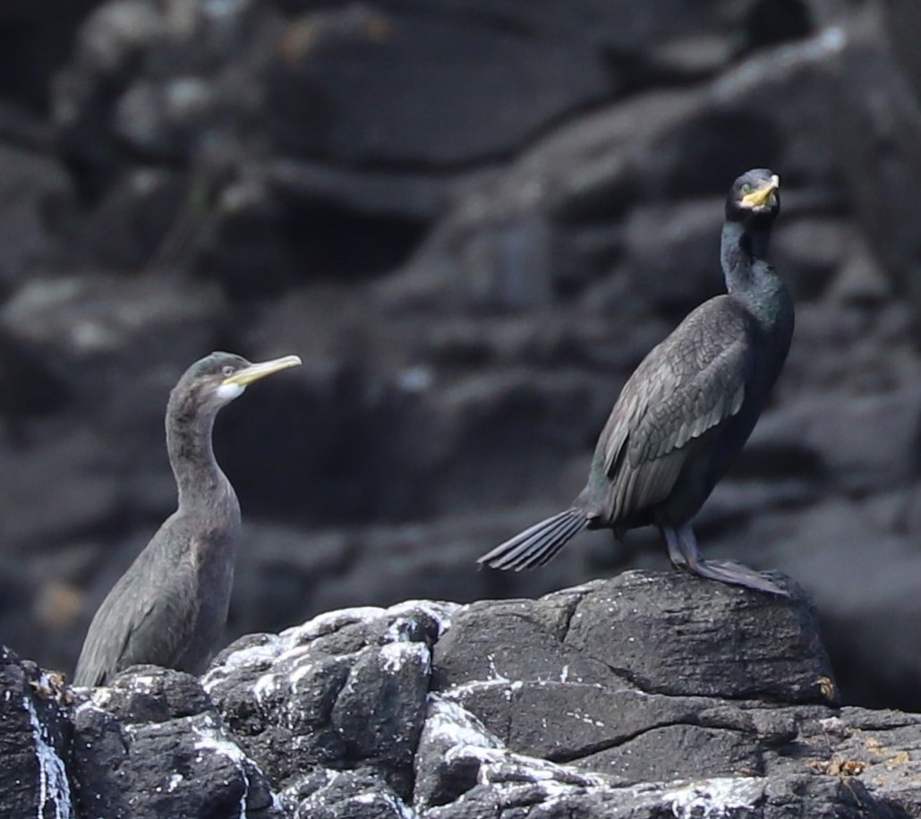 European Shag - Paul Morf