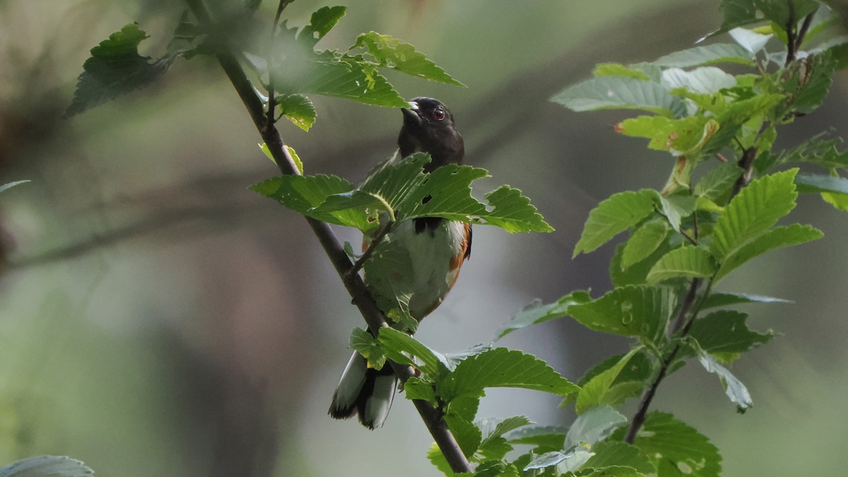 Eastern Towhee - ML598615241