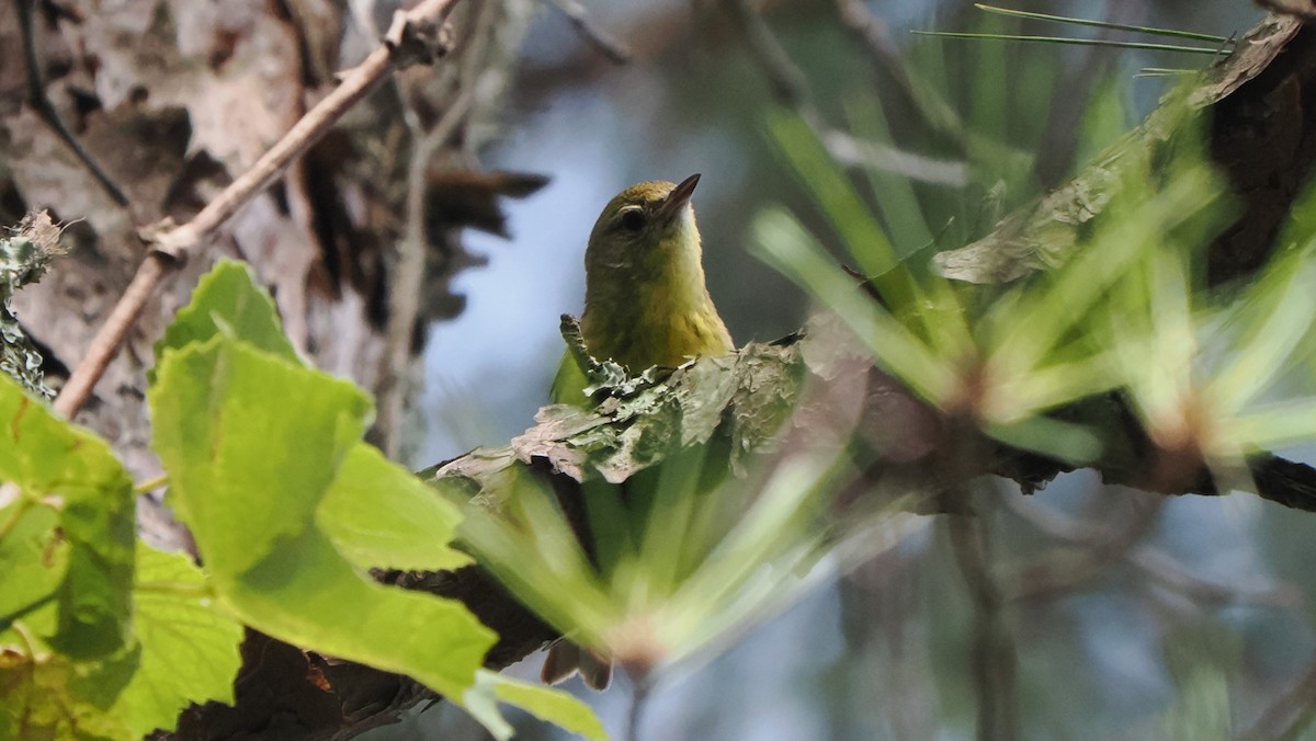 Pine Warbler - ML598615271