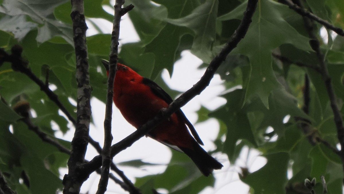 Scarlet Tanager - ML598615321