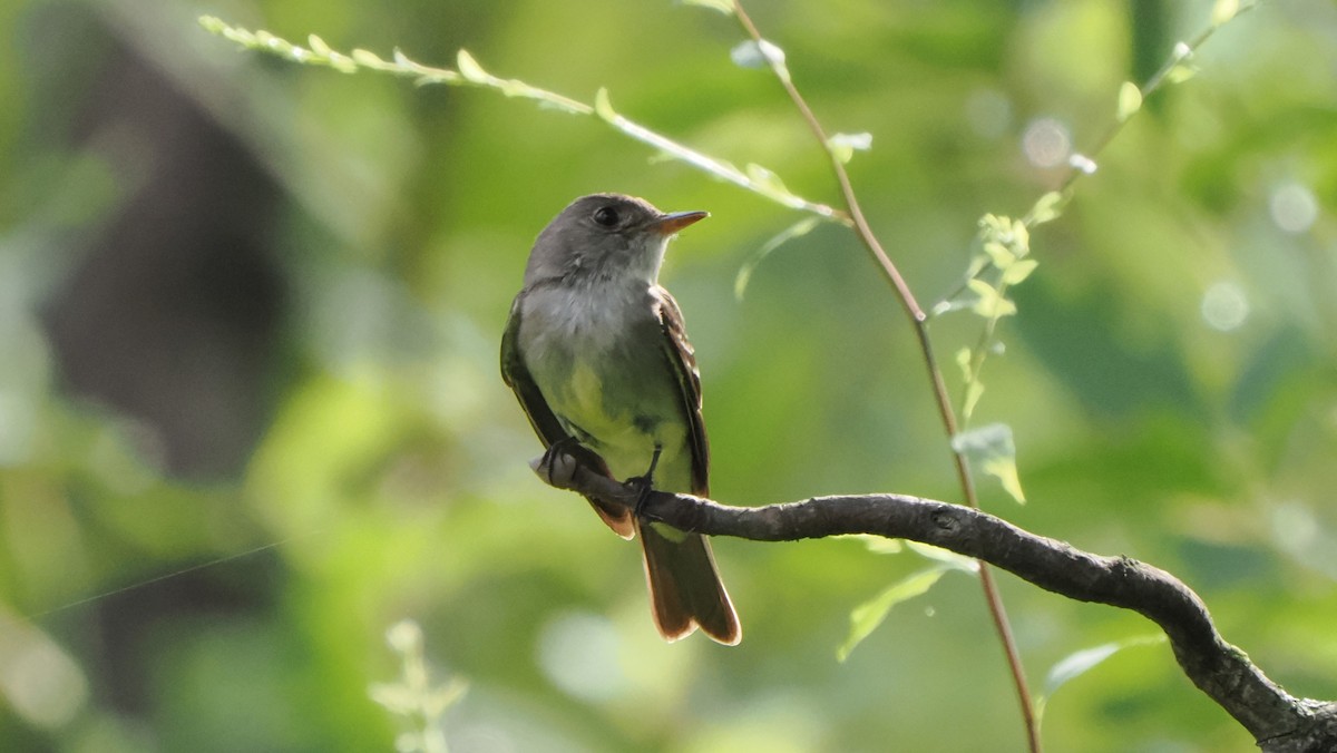 Eastern Wood-Pewee - ML598615591