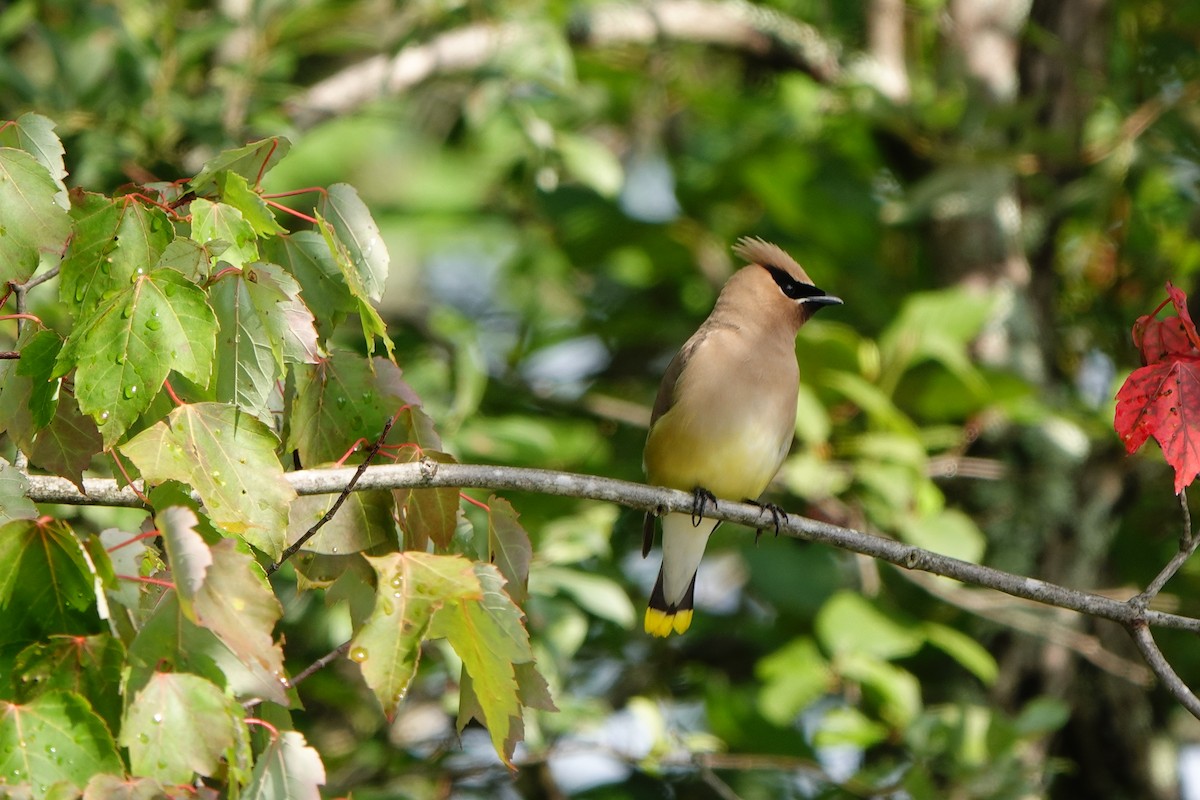 Cedar Waxwing - ML598615981