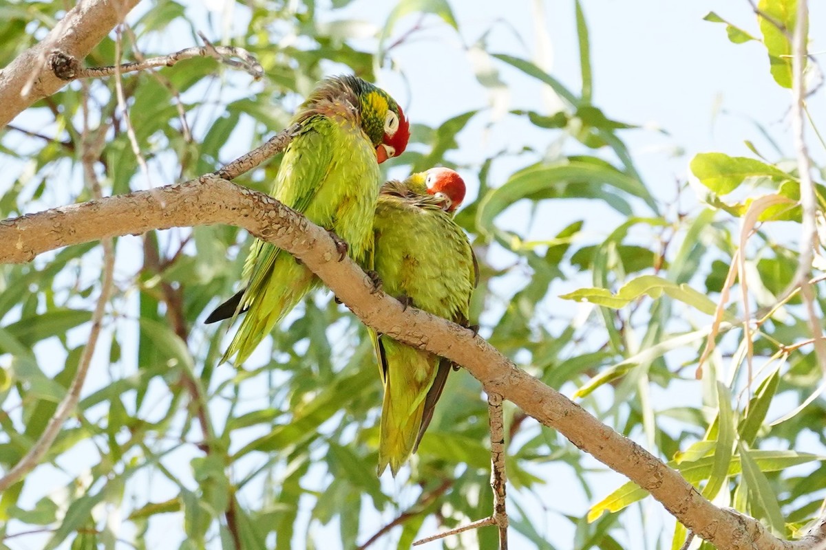 Varied Lorikeet - Trevor Ross