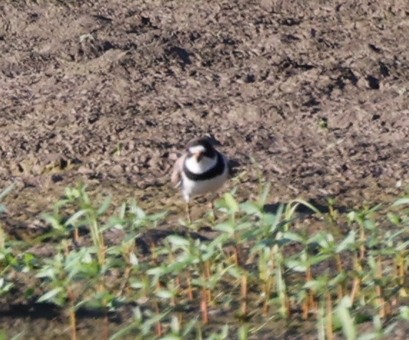 Semipalmated Plover - ML598617491