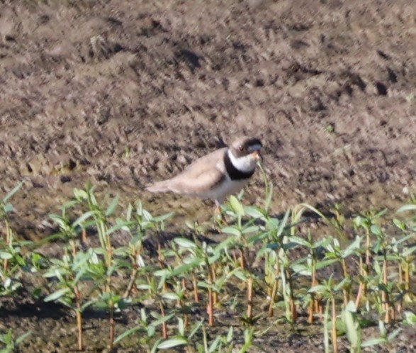 Semipalmated Plover - ML598617501