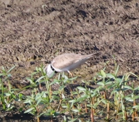 Semipalmated Plover - ML598617511