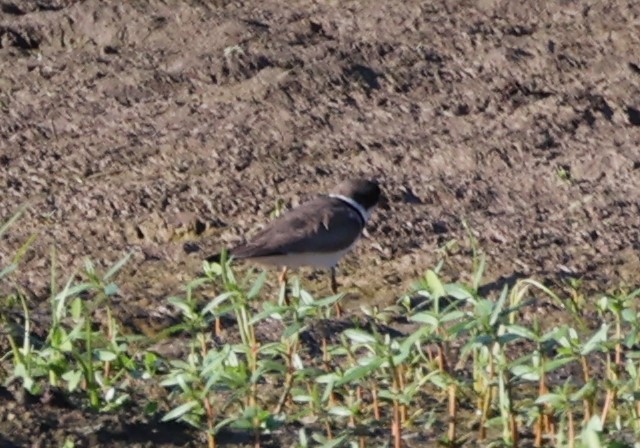 Semipalmated Plover - ML598617521