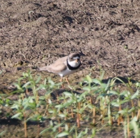 Semipalmated Plover - ML598617531