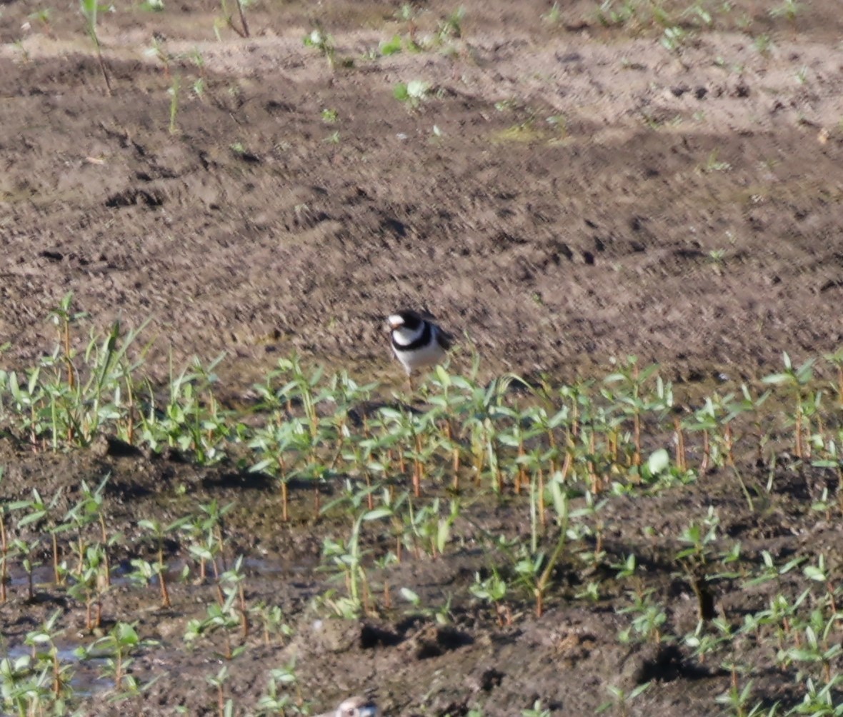 Semipalmated Plover - ML598617541