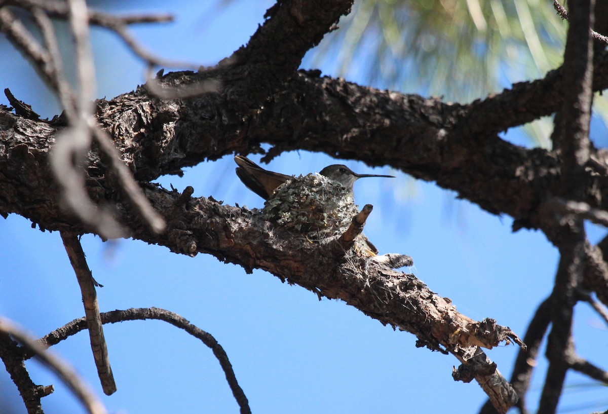 Broad-tailed Hummingbird - James Farley