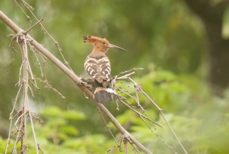 Eurasian Hoopoe - ML59861801