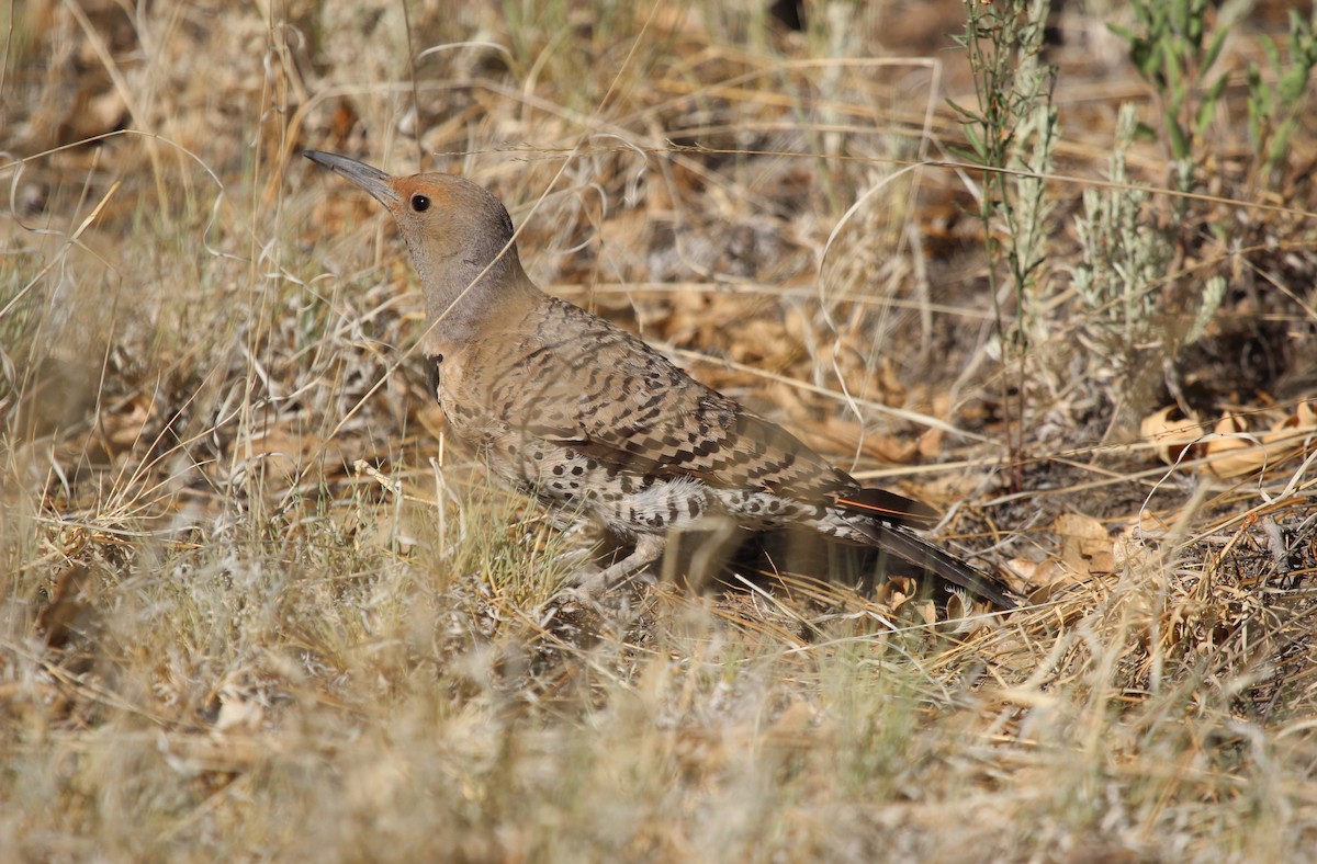 Northern Flicker - ML598618021