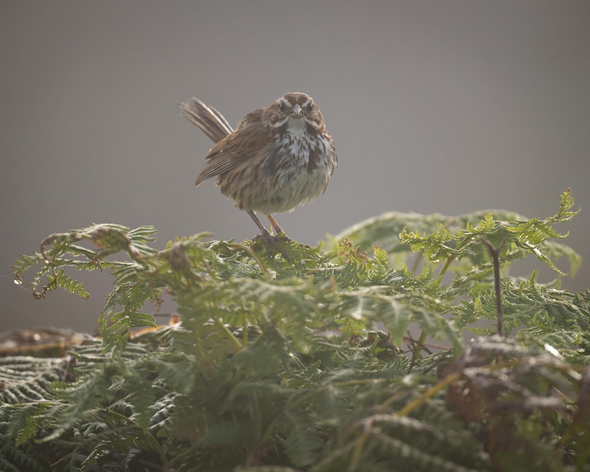 Song Sparrow - ML598619041