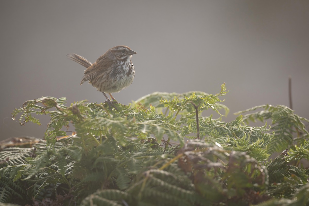 Song Sparrow - ML598619071