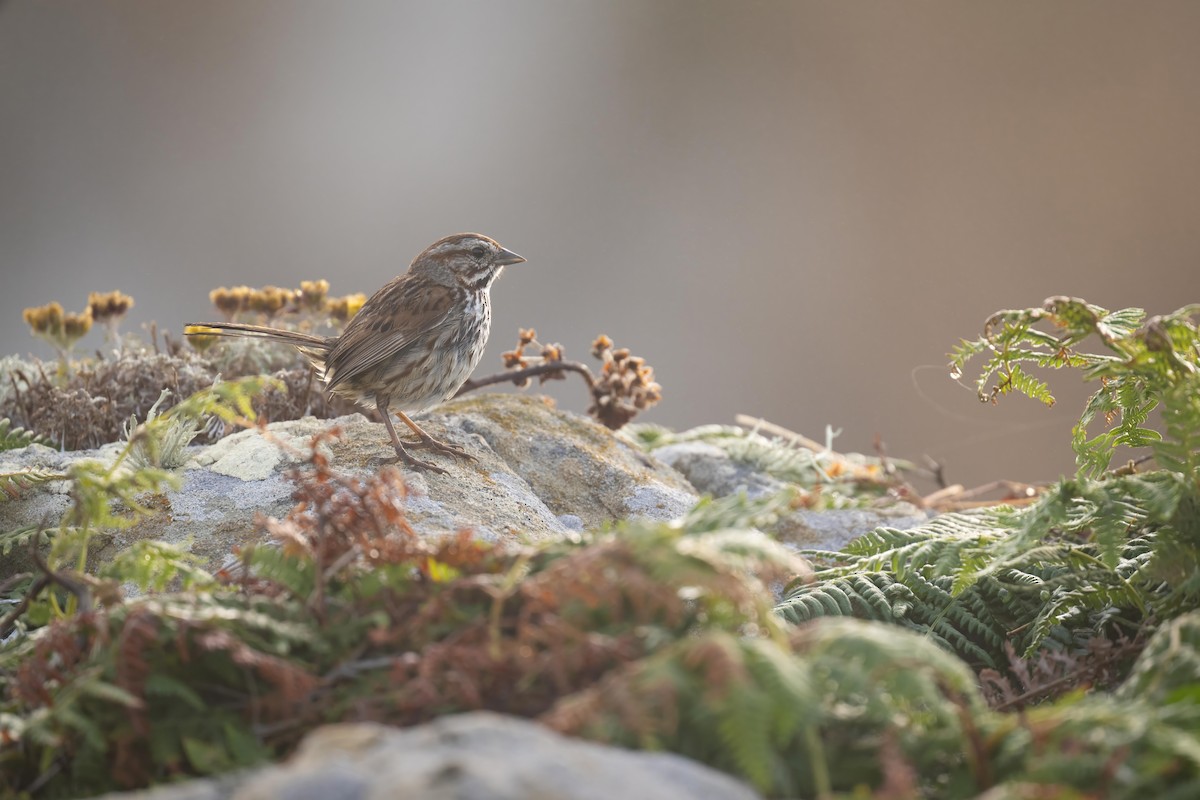 Song Sparrow - ML598619081