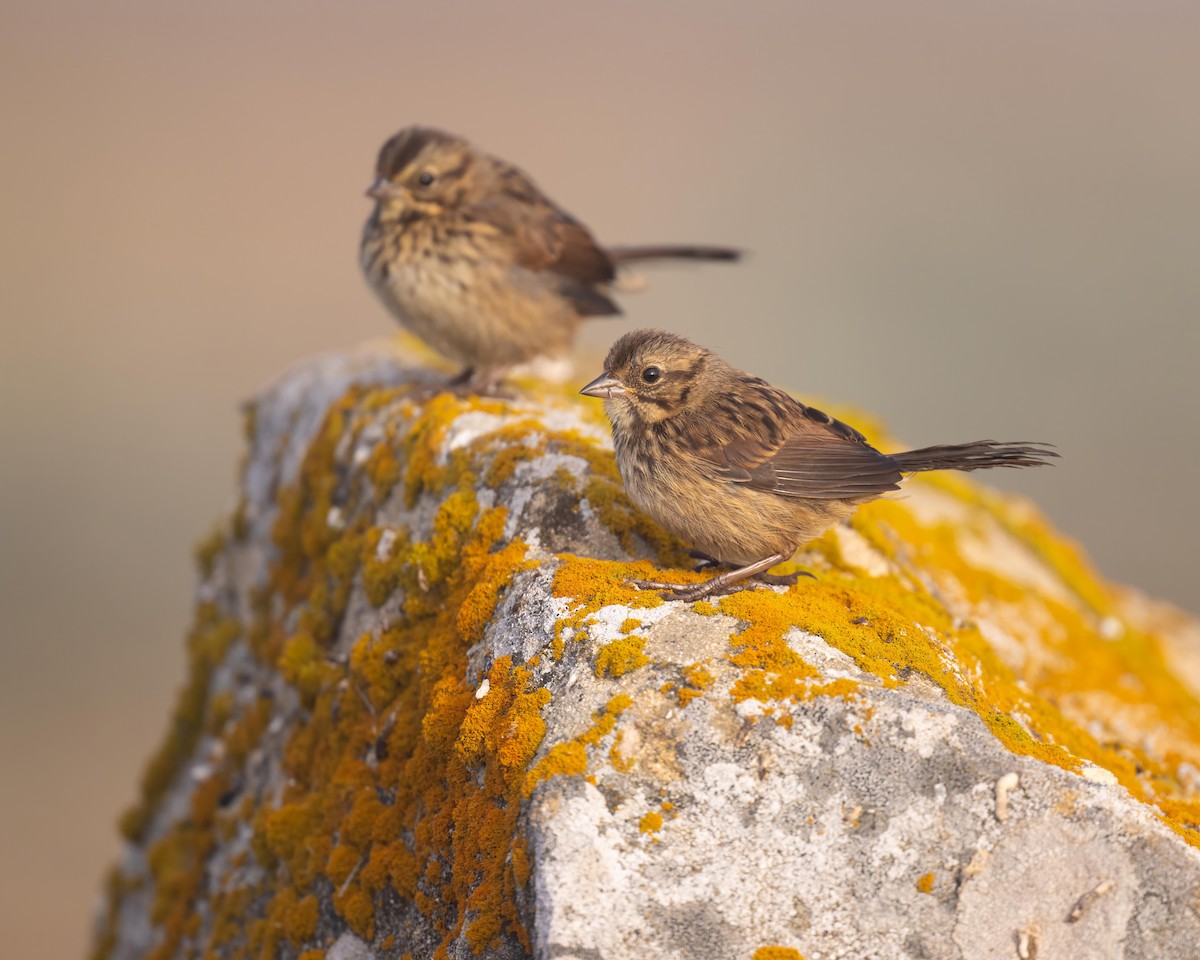 Song Sparrow - ML598619131